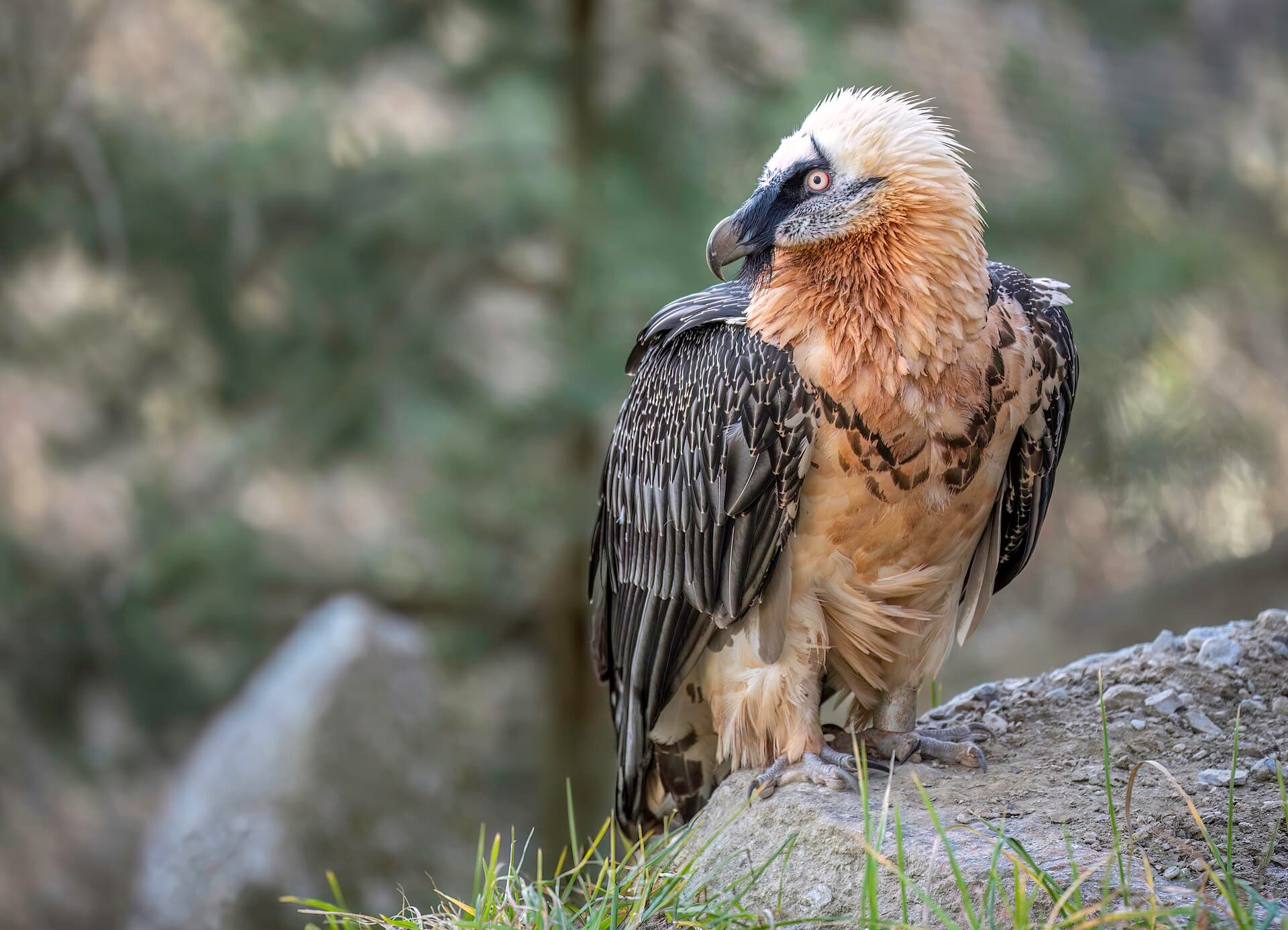 Baardgier (Gypaetus barbatus) - Gypaetus barbatus in Alpenzoo Innsbruck