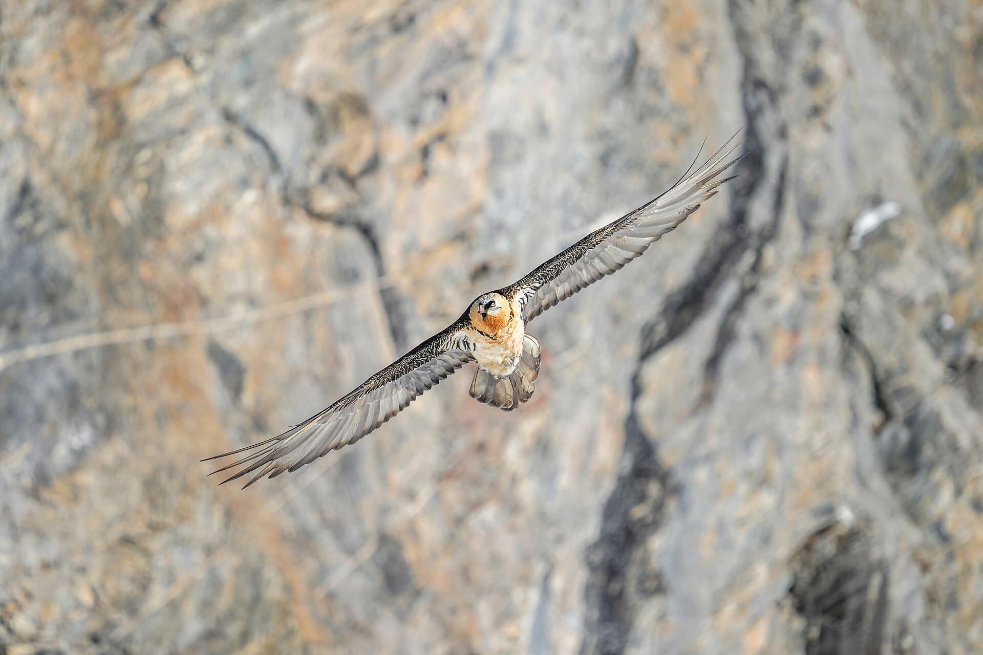 Baardgier (Gypaetus barbatus) - 023 Wild Bearded Vulture Switzerland Pfyn-Finges Photo by Giles Laurent