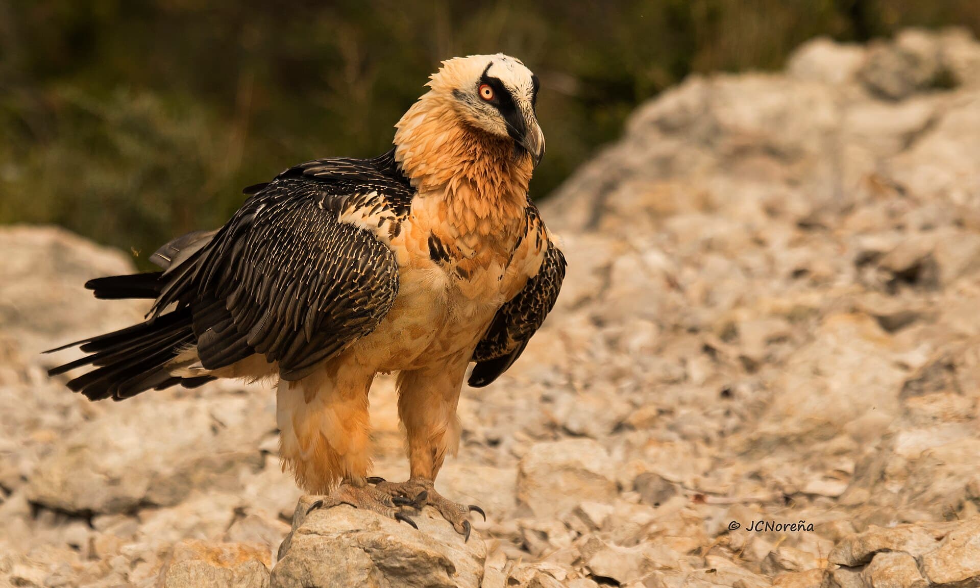Baardgier (Gypaetus barbatus) - Quebrantahuesos (Gypaetus barbatus) Bearded Vulture