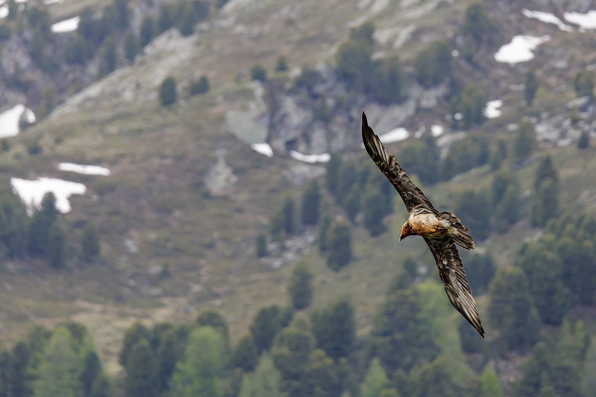 Baardgier (Gypaetus barbatus) - Il volo del gipeto