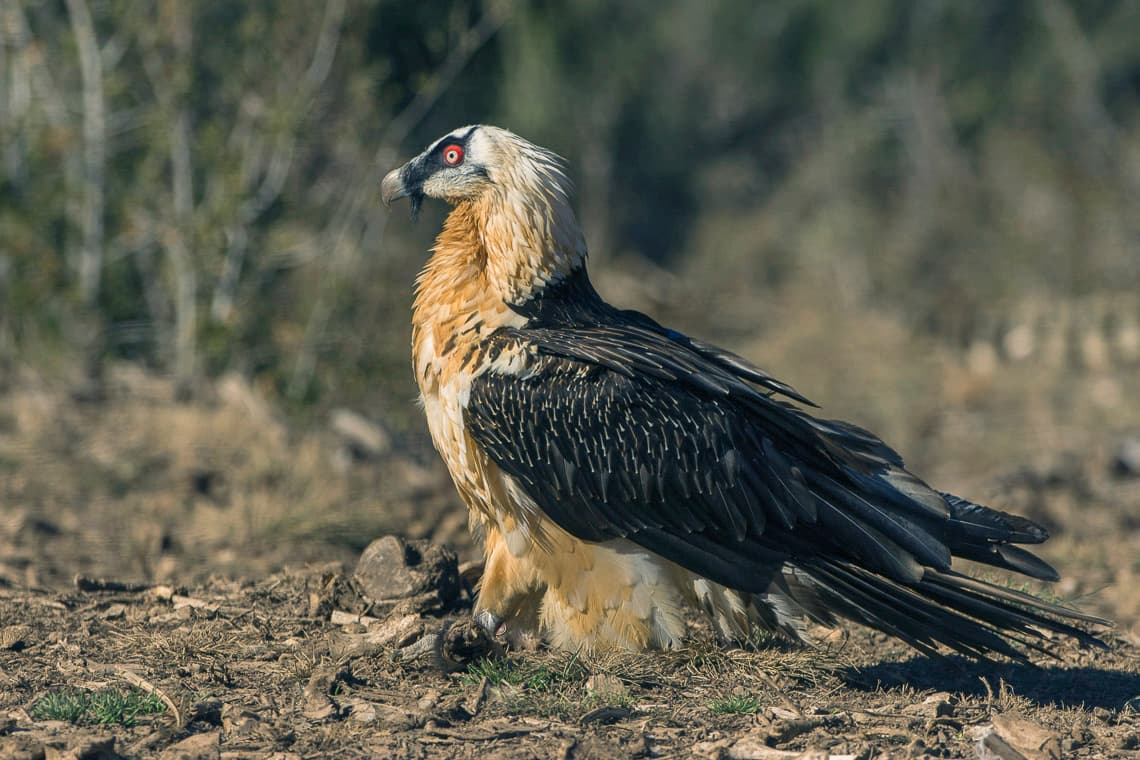Baardgier (Gypaetus barbatus) - Bearded Vulture - Catalan Pyrenees - Spain (25098398432)