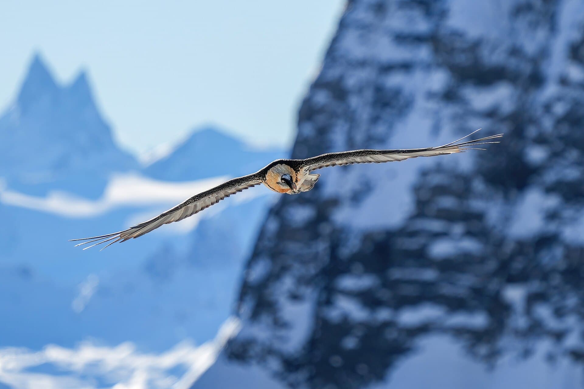 Baardgier (Gypaetus barbatus) - 010d Wild Bearded Vulture in flight at Pfyn-Finges (Switzerland) Photo by Giles Laurent