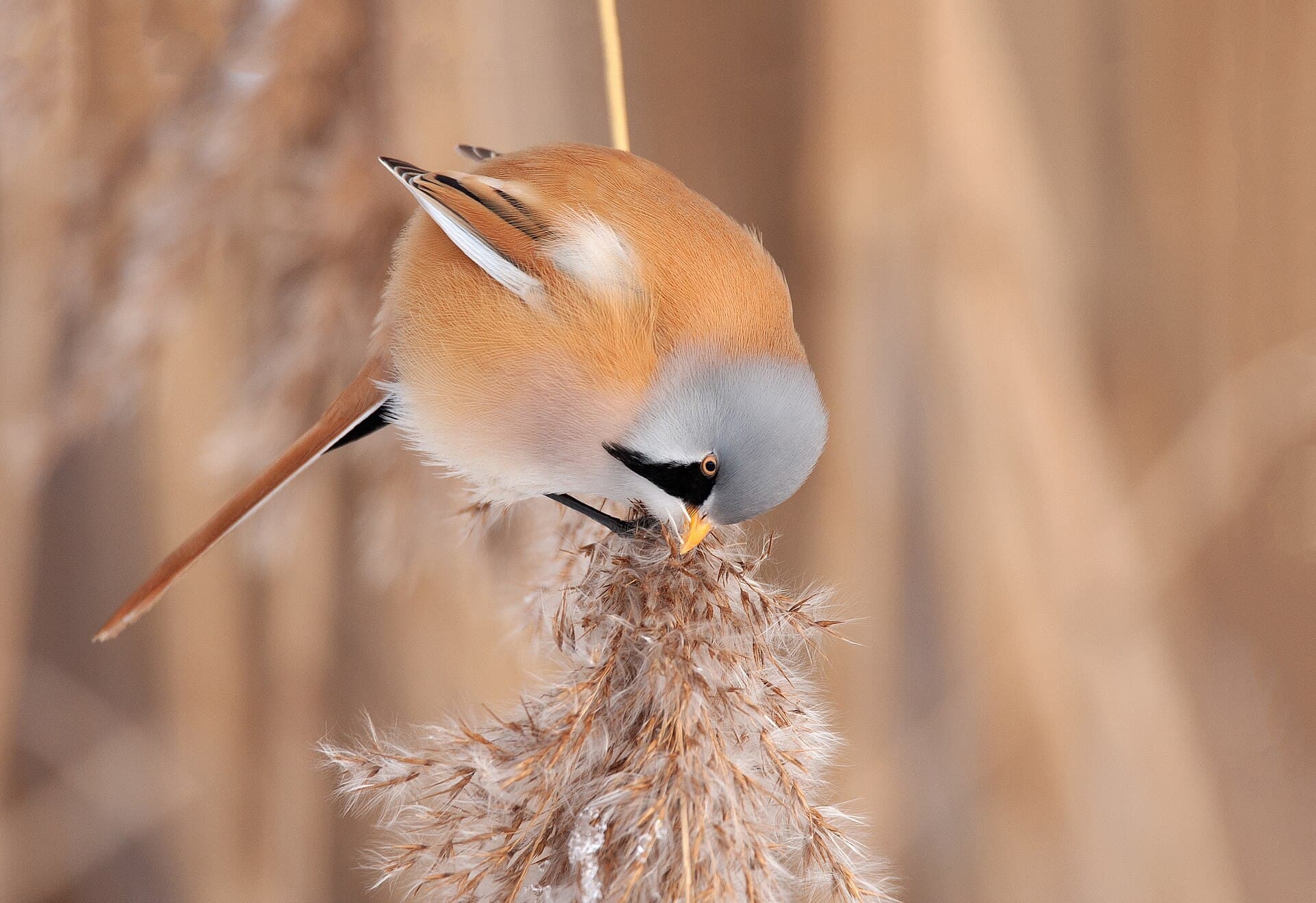Baardman (Panurus biarmicus) - Bärtige Gesellen (Parus cristatus)