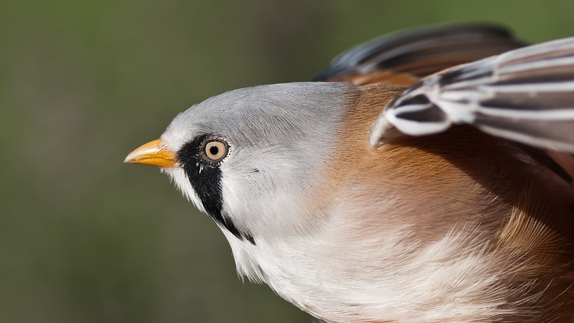 Baardman (Panurus biarmicus) - Panurus biarmicus male portrait 01 (MK)
