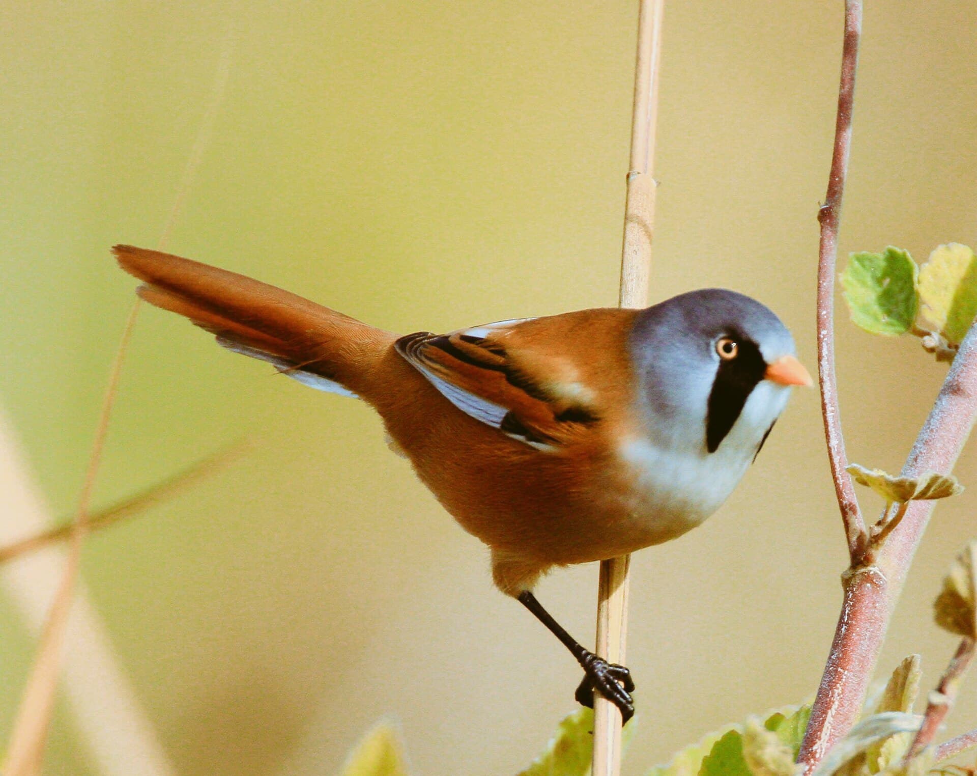 Baardman (Panurus biarmicus) - Panurus biarmicus 5660797