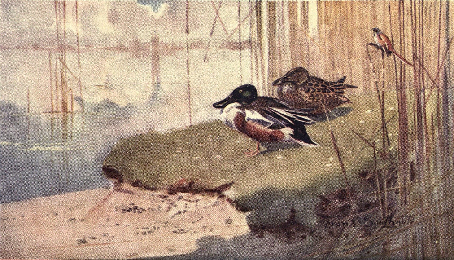Baardman (Panurus biarmicus) - Notes of an East Coast Naturalist, frontispiece