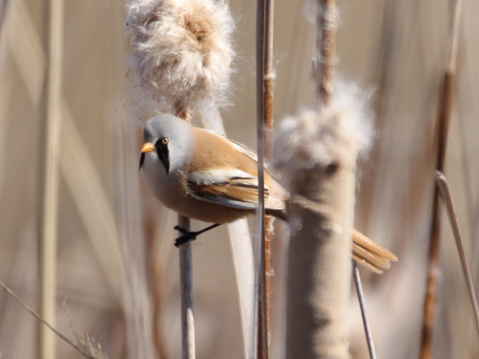 Baardman (Panurus biarmicus) - Panurus biarmicus 40728207