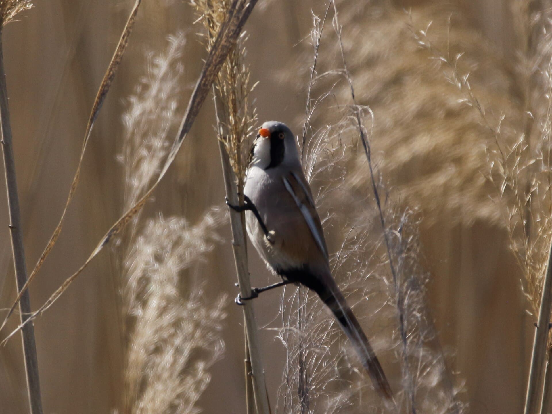 Baardman (Panurus biarmicus) - Panurus biarmicus 40727681