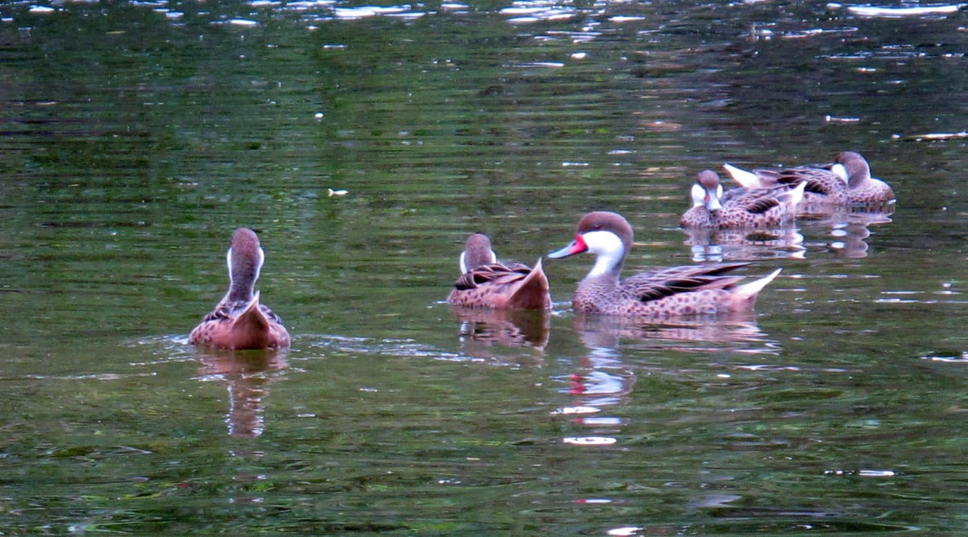 Bahamapijlstaart (Anas bahamensis) - White-cheeked Pintail, Freeport, Bahamas 4