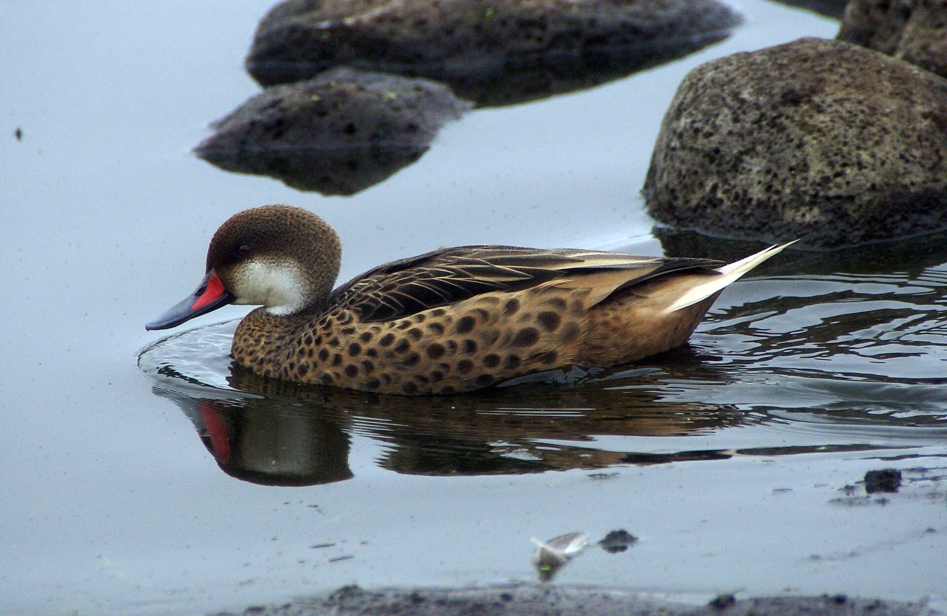 Bahamapijlstaart (Anas bahamensis) - Galapagos white-cheeked pintail duck -Santa Cruz highlands
