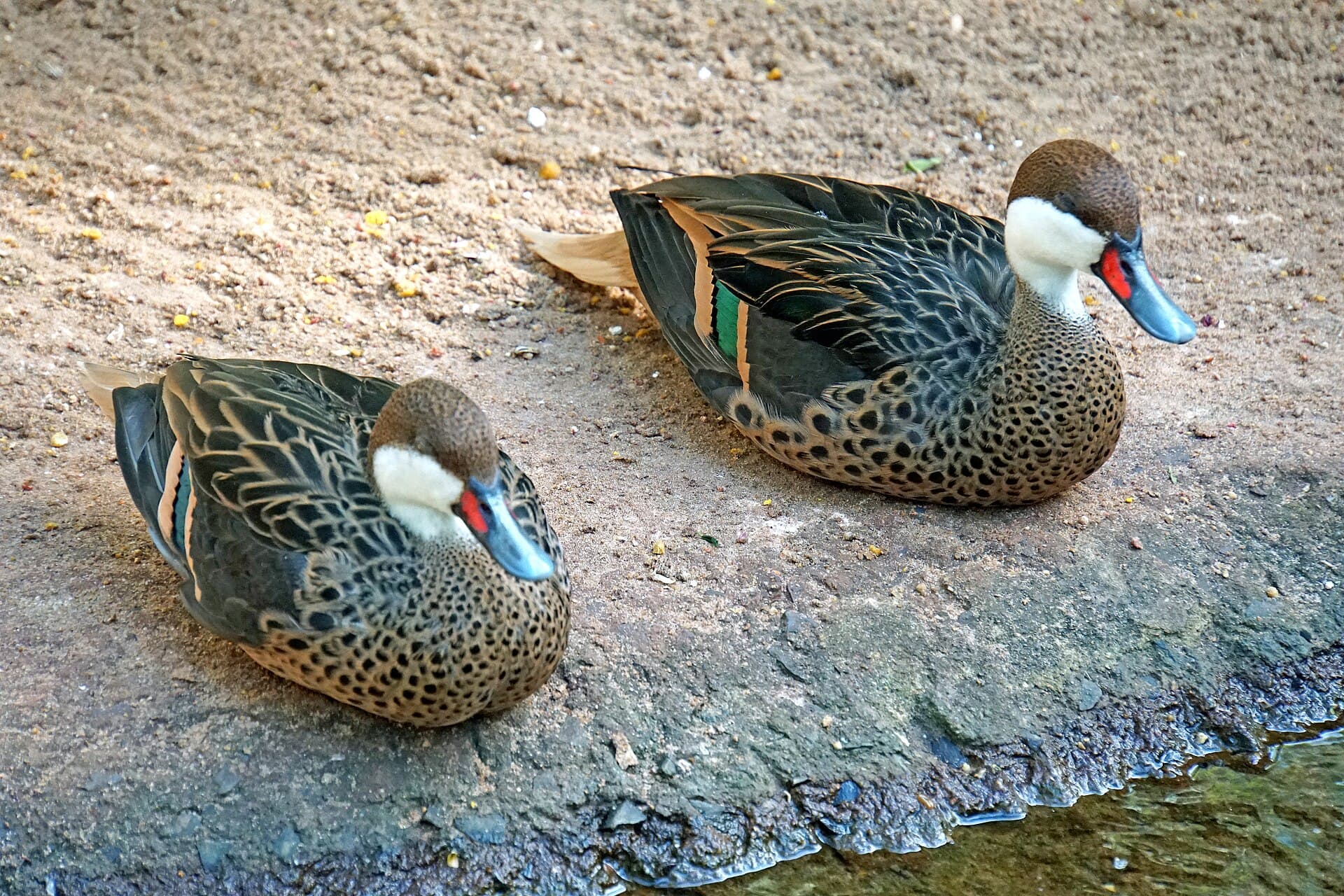 Bahamapijlstaart (Anas bahamensis) - Brazil-01631 - White-cheeked Pintails (48995477267)