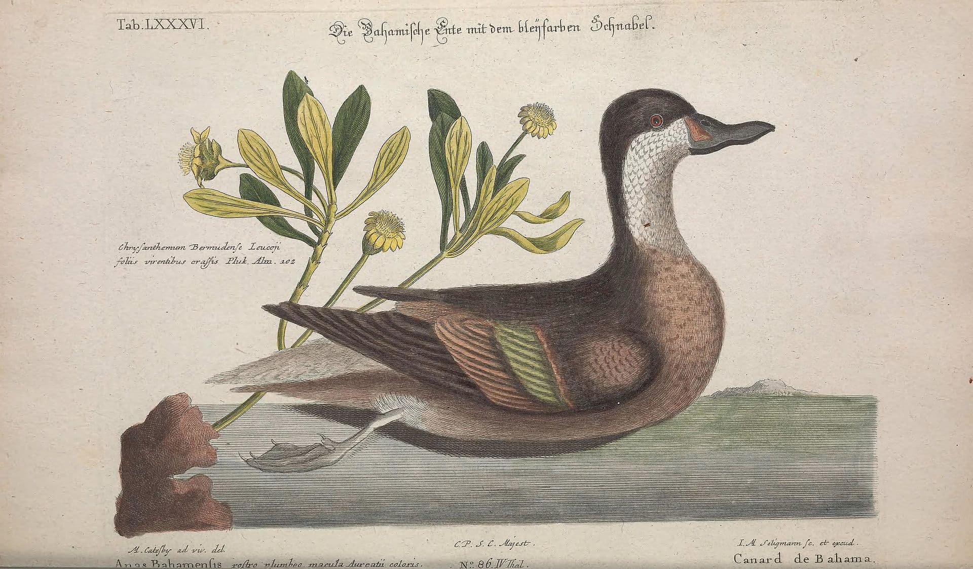 Bahamapijlstaart (Anas bahamensis) - Recueil de divers oiseaux étrangers et peu communs (Tab. LXXXVI) BHL41947747