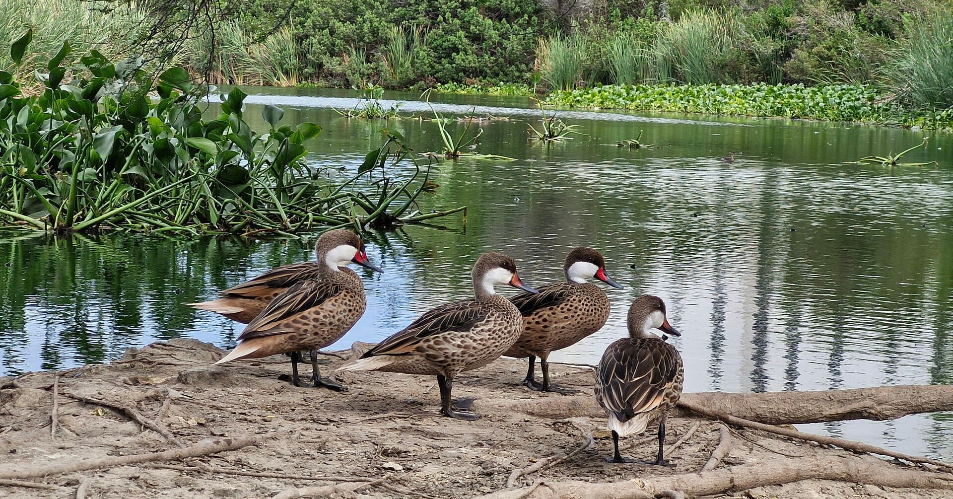 Bahamapijlstaart (Anas bahamensis) - Bubali Plas Aruba (WoA) 3