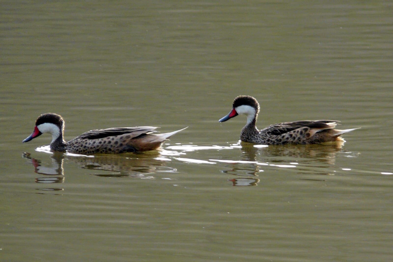 Bahamapijlstaart (Anas bahamensis) - White-cheeked Pintail (11639021496)
