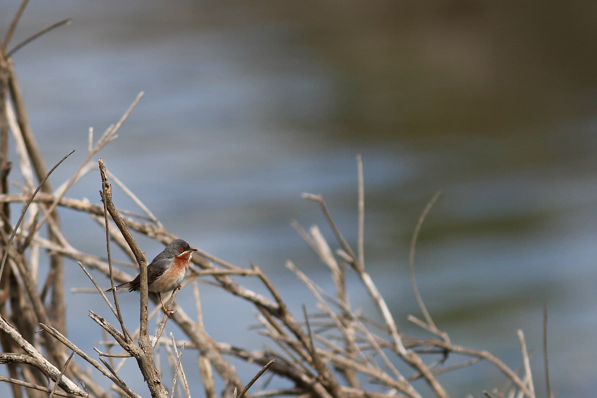 Balkanbaardgrasmus (Curruca cantillans) - Balkanbaardgrasmus - eastern subalpine warbler - Sylvia cantillans 02