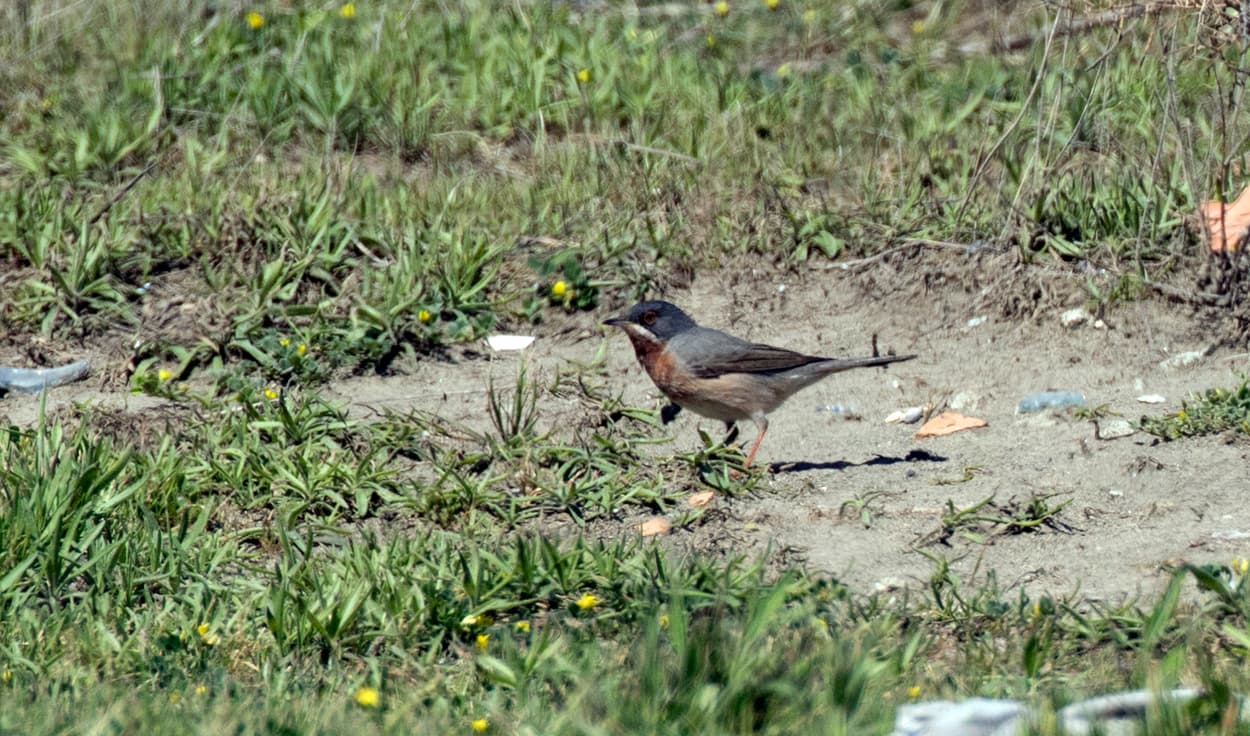 Balkanbaardgrasmus (Curruca cantillans) - Sylvia cantillans - Subalpine Warbler 2021-03-27 01