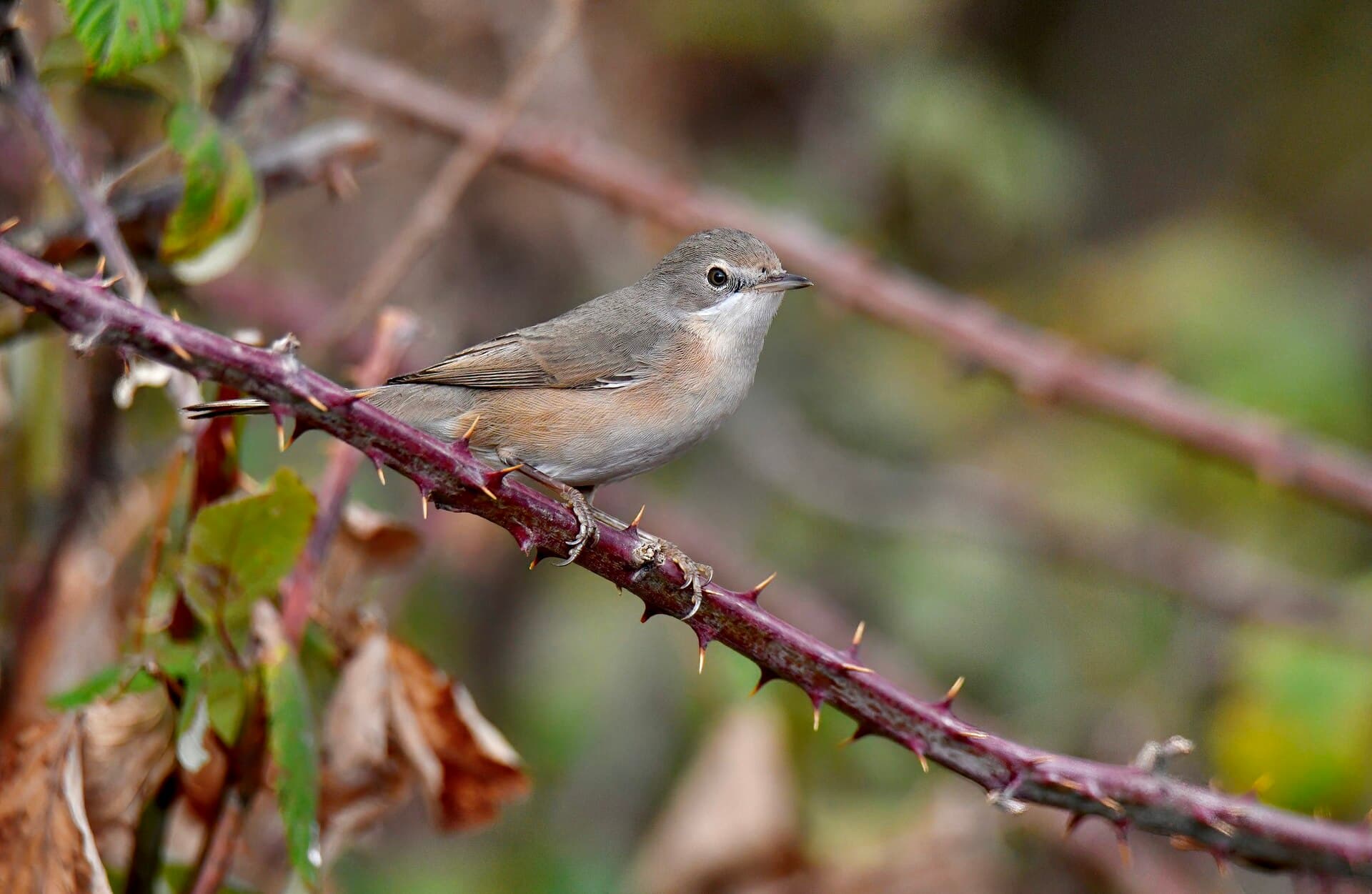Balkanbaardgrasmus (Curruca cantillans) - Toutinegra-de-bigodes, Toutinegra-carrasqueiro, Subalpine Warbler (53977570330)