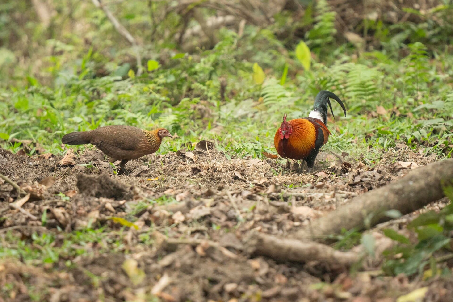 Bankivahoen (Gallus gallus) - Gallus gallus 486732477