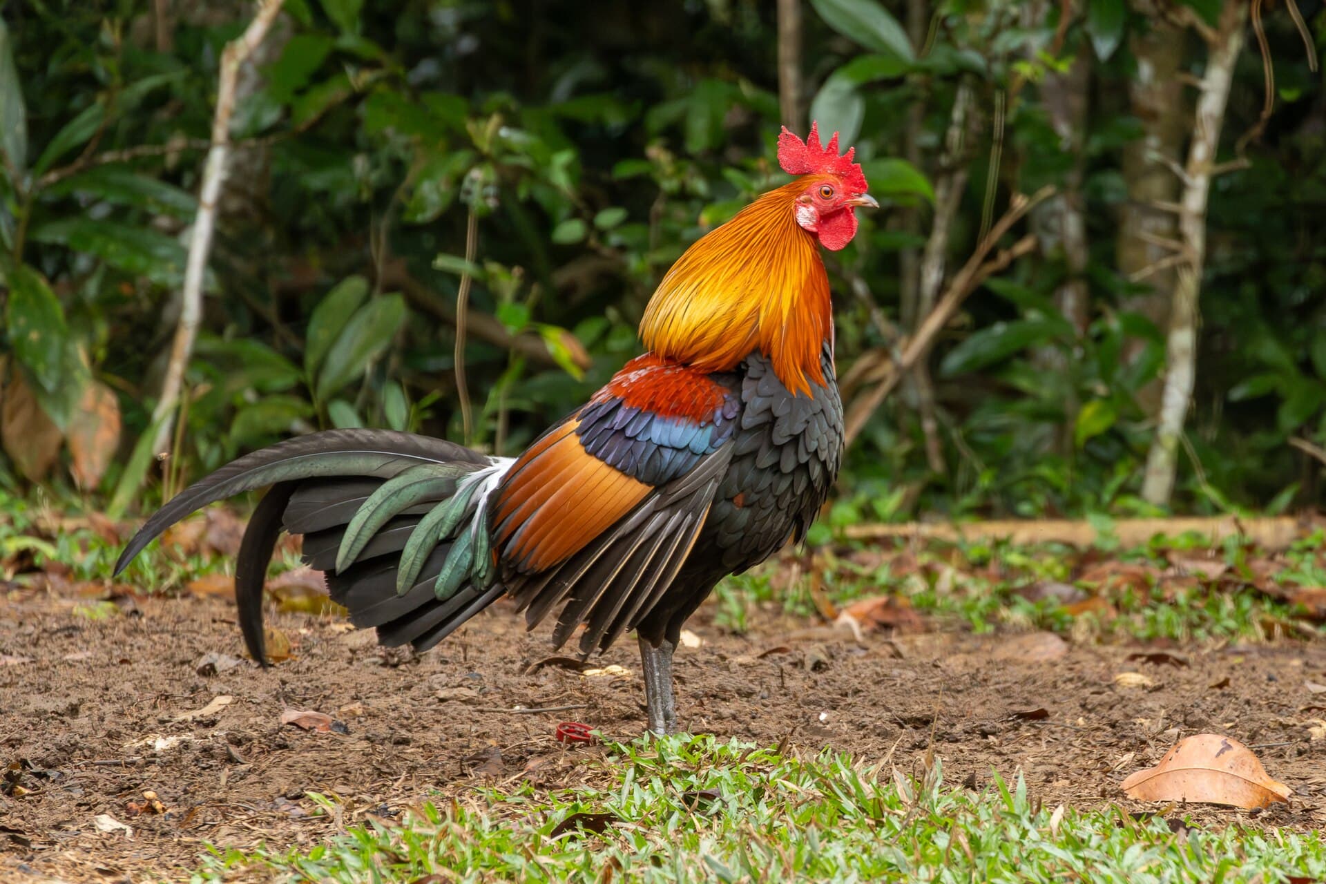 Bankivahoen (Gallus gallus) - Gallus gallus, Khao Yai Lam Ta Khong, Thailand 477443293