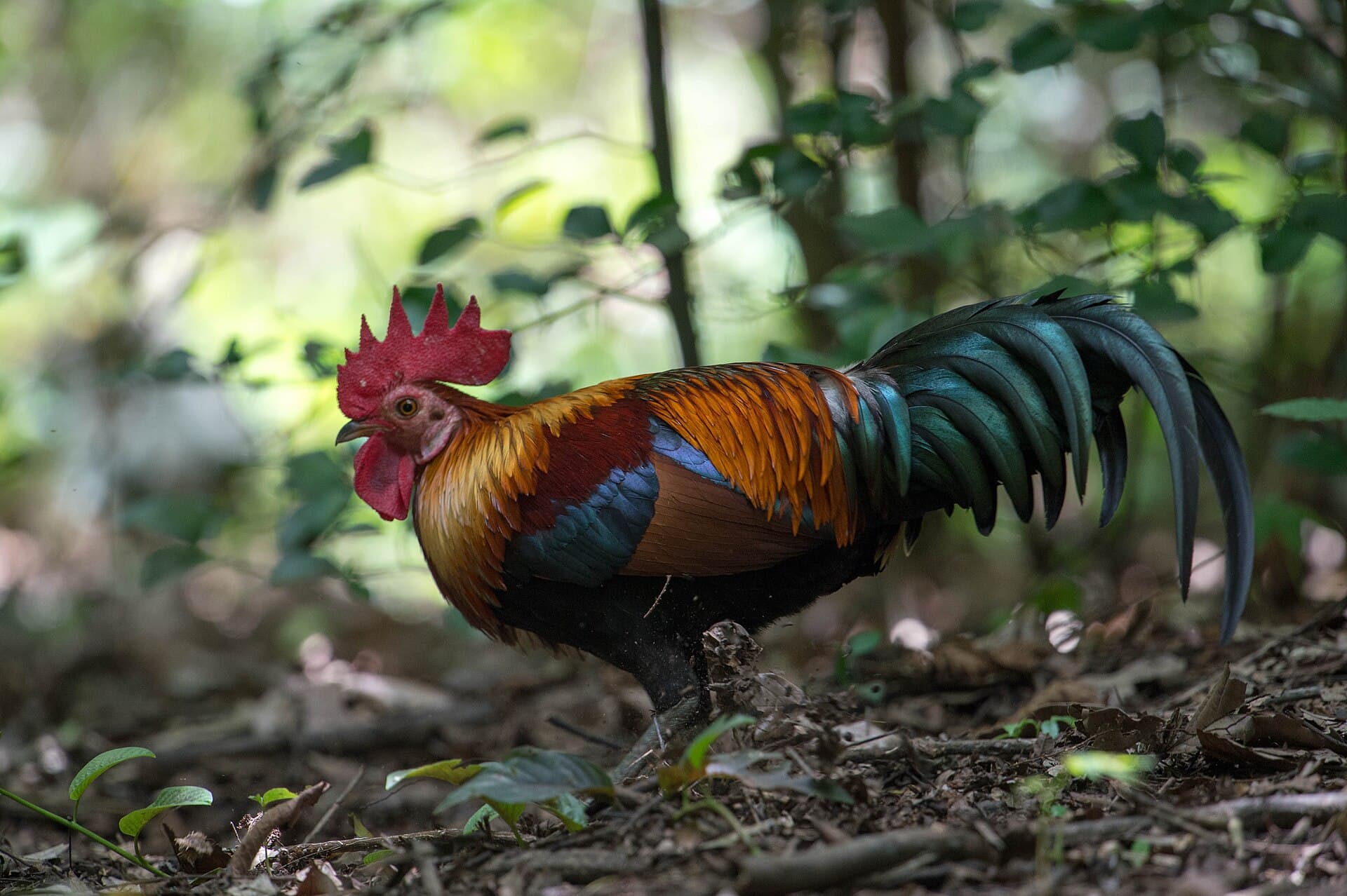 Bankivahoen (Gallus gallus) - Red Junglefowl