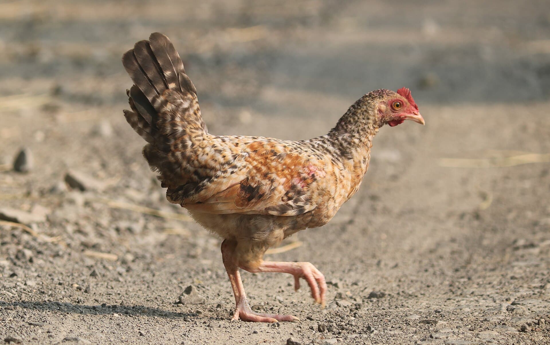 Bankivahoen (Gallus gallus) - A step for food