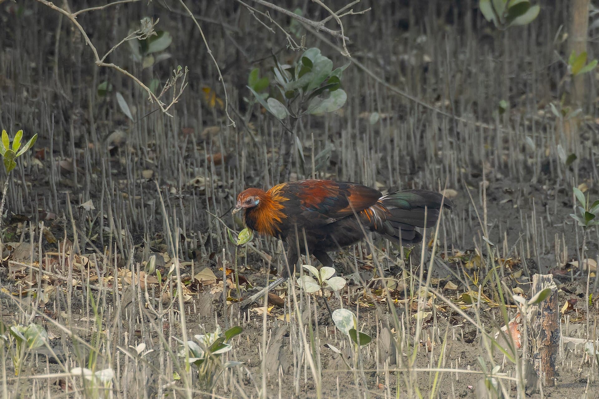 Bankivahoen (Gallus gallus) - Red Junglefowl by Tisha Mukherjee 01