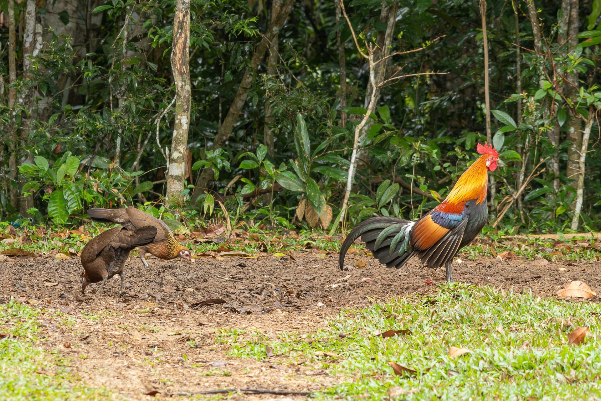Bankivahoen (Gallus gallus) - Gallus gallus, Khao Yai Lam Ta Khong, Thailand 477443283