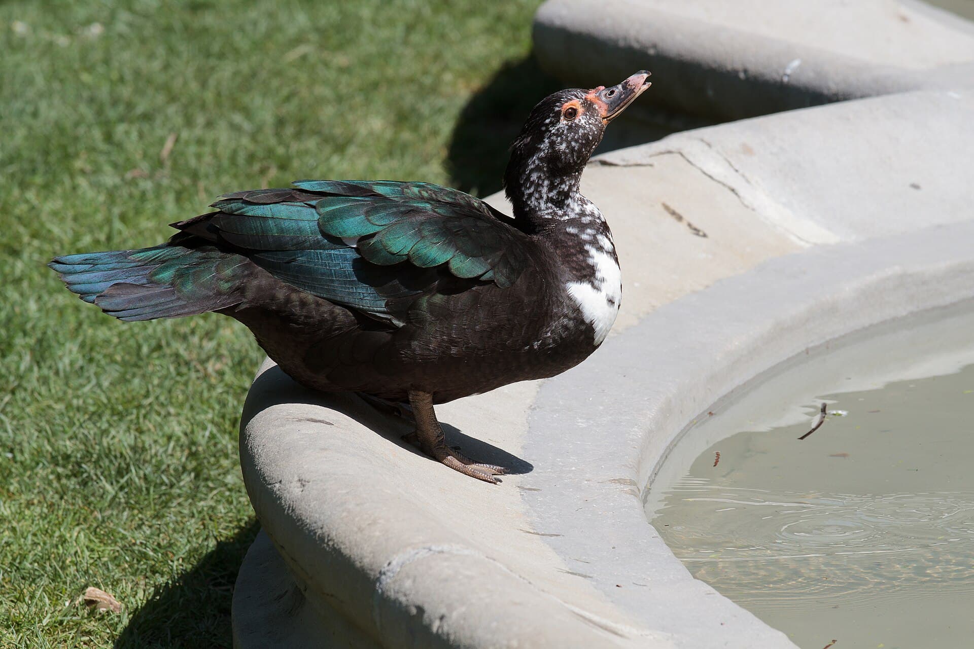 Barbarie-eend (Cairina moschata) - Muscovy Duck (hen) - Toulouse