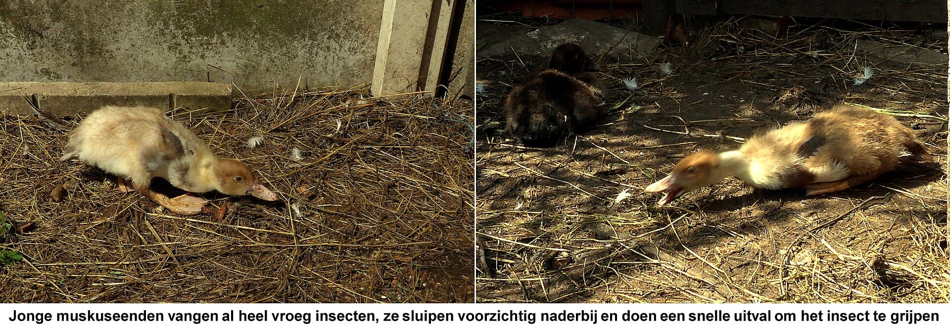 Barbarie-eend (Cairina moschata) - Muskuseend jong jagend