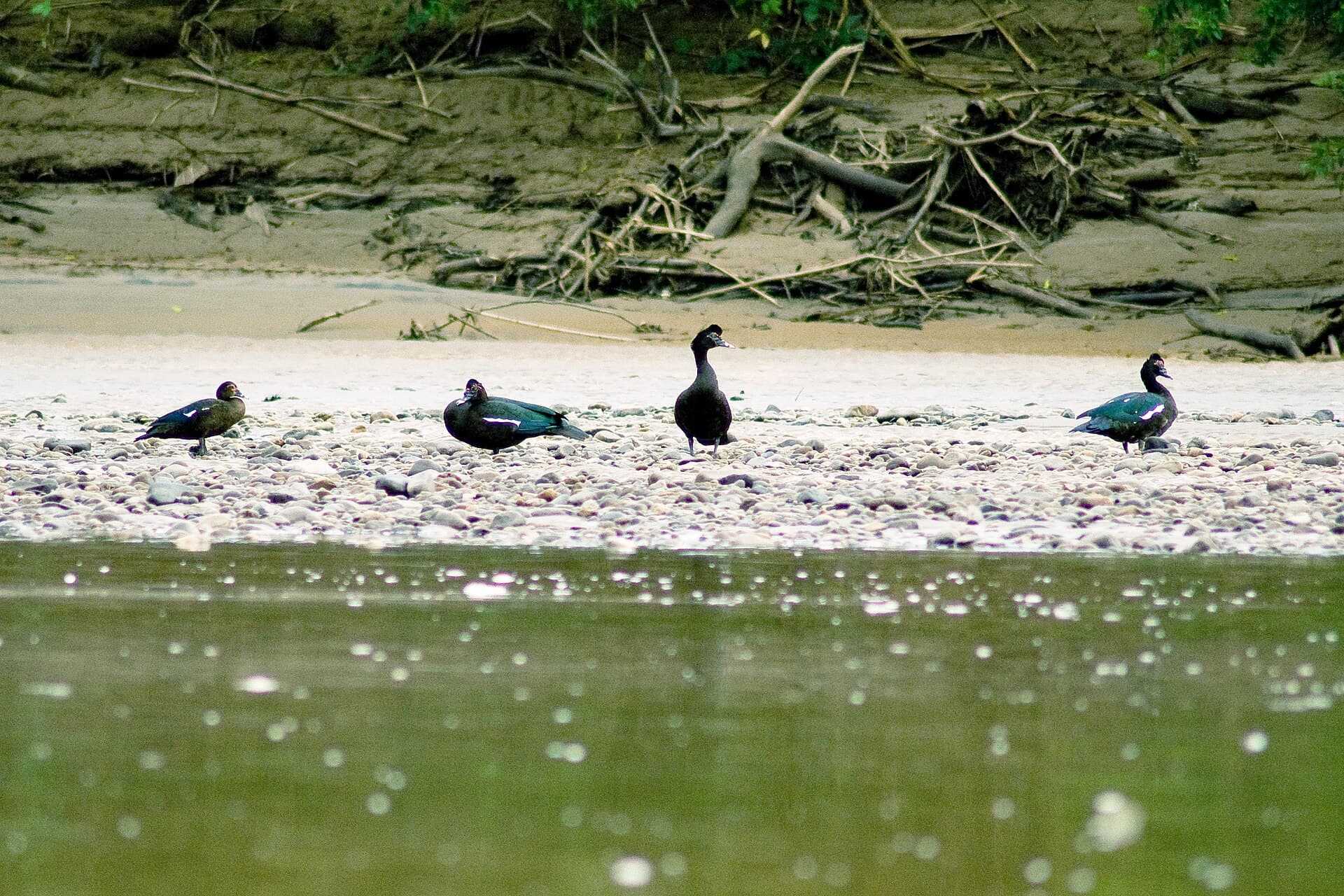 Barbarie-eend (Cairina moschata) - Cairina moschata -Peru-8