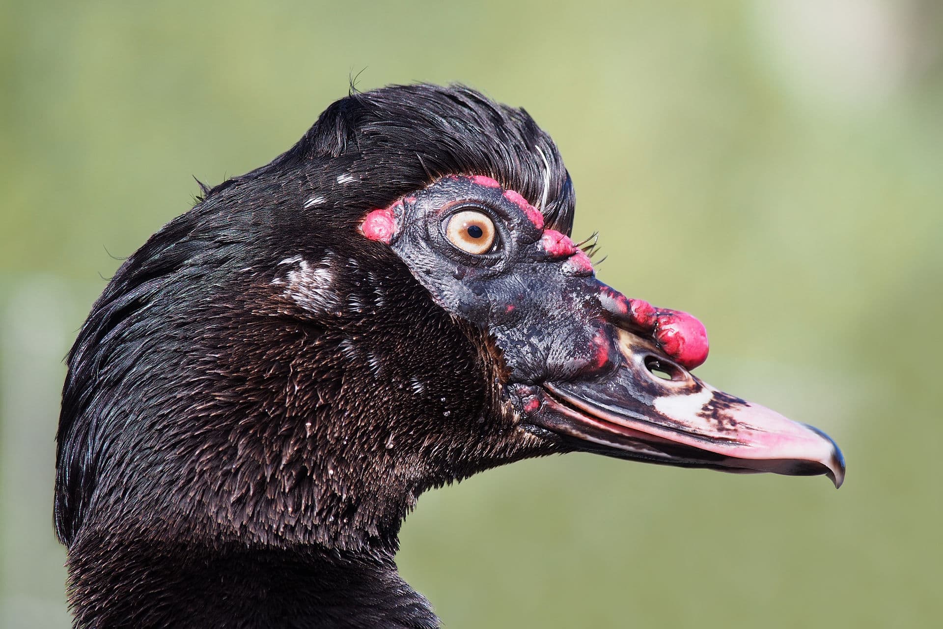 Barbarie-eend (Cairina moschata) - Muscovy duck portrait
