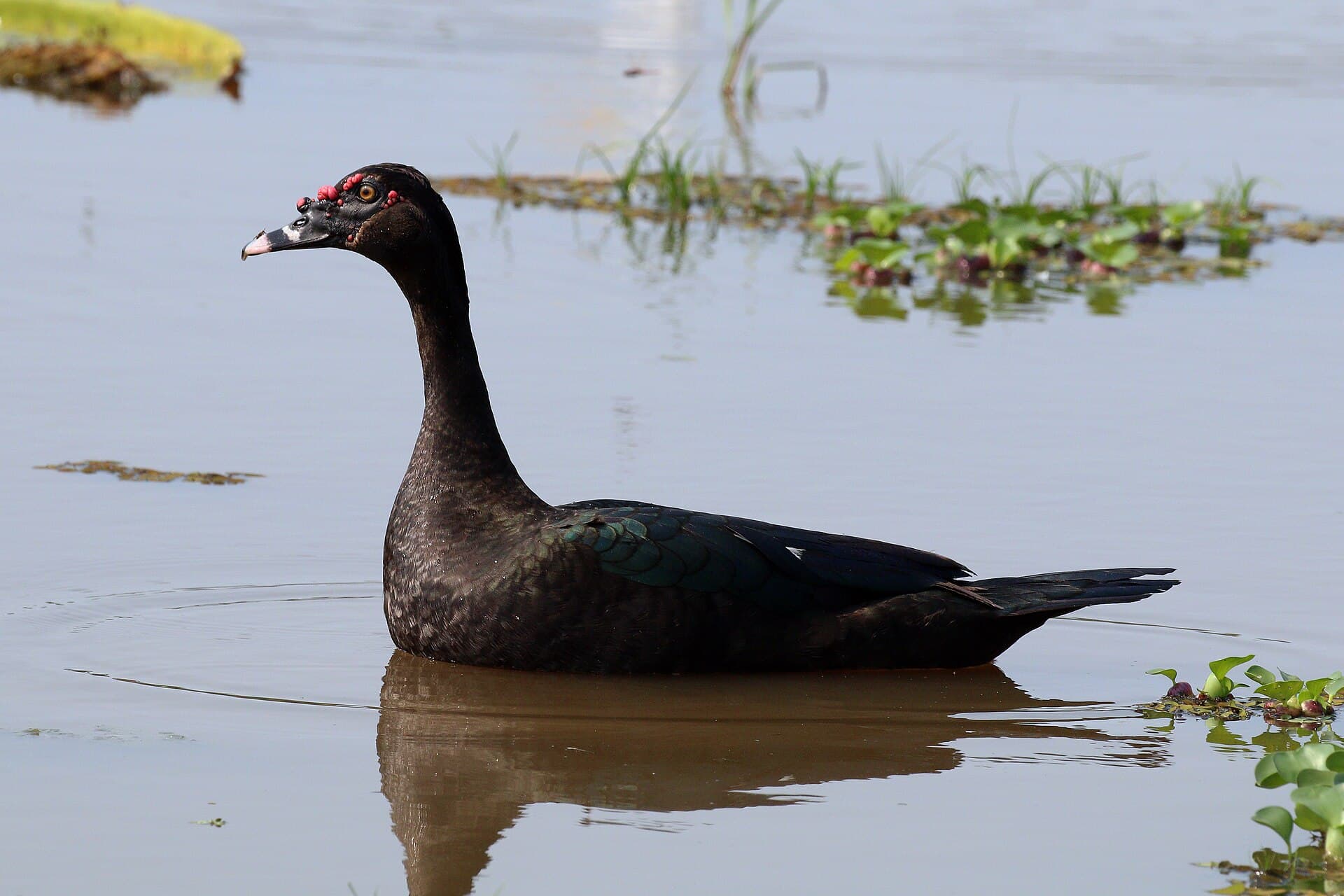 Barbarie-eend (Cairina moschata) - Muskovy duck (Cairina moschata)