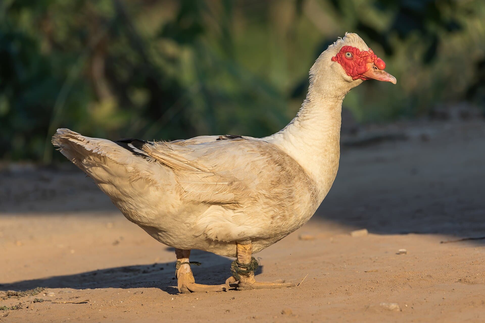 Barbarie-eend (Cairina moschata) - Muscovy duck at golden hour in Don Det Laos