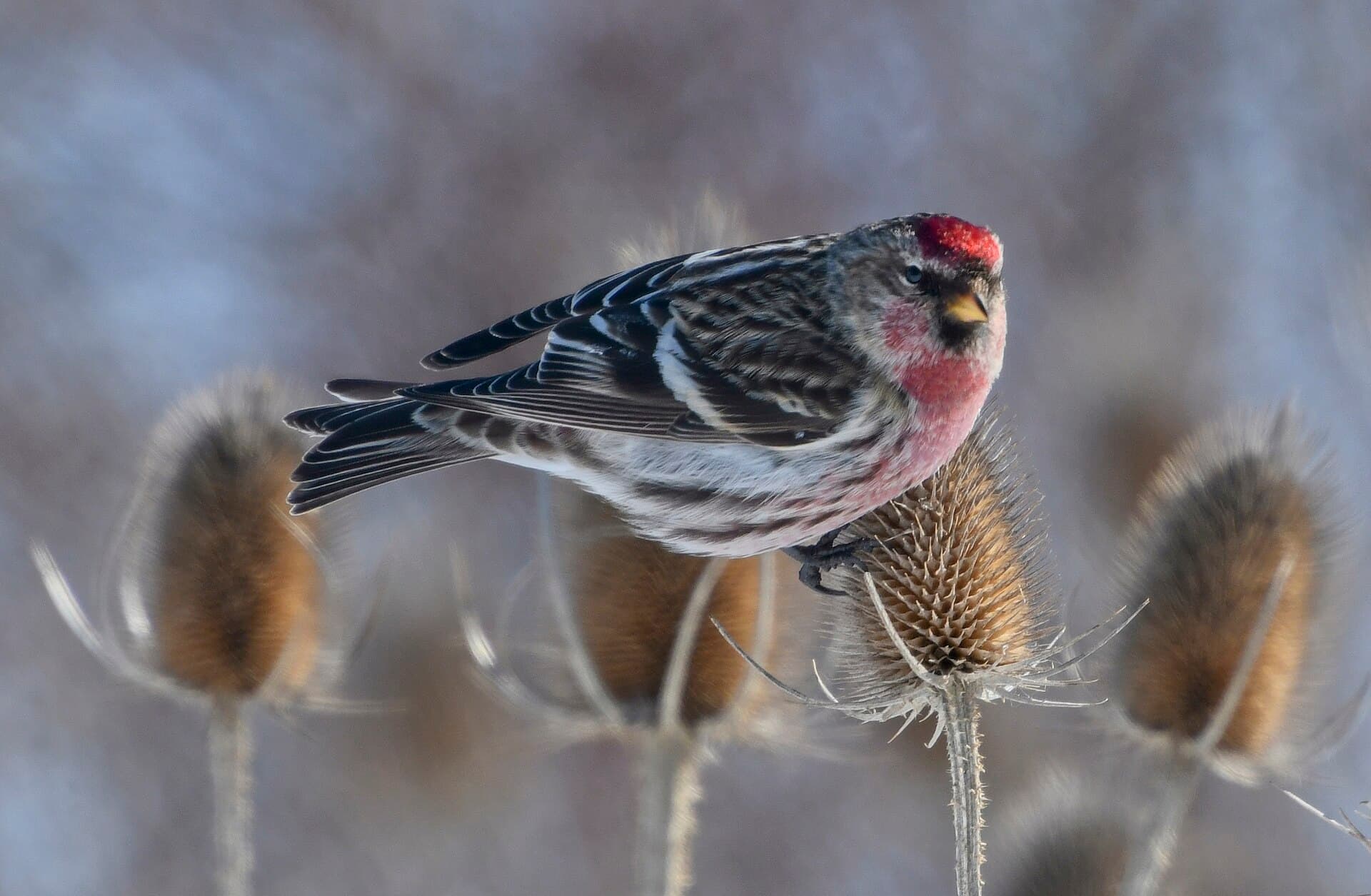 Barmsijs (Acanthis flammea) - Carduelis flammea m Downsview Toronto