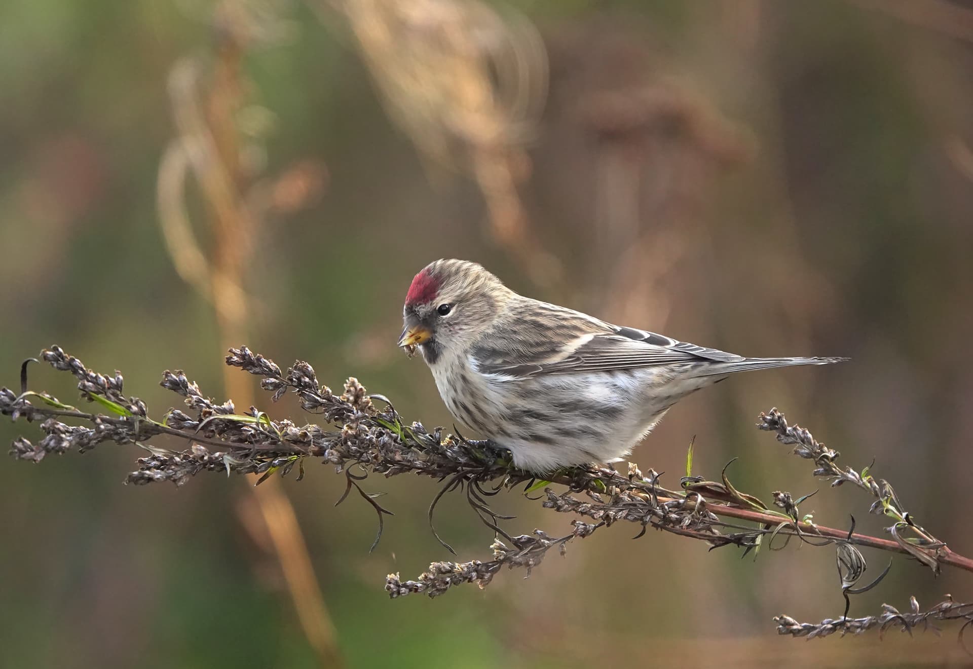 Barmsijs (Acanthis flammea) - Redpoll urpiainen