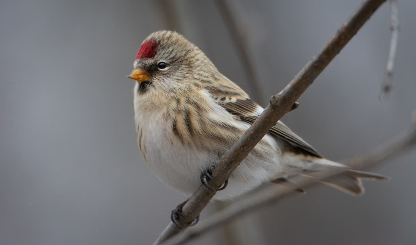 Barmsijs (Acanthis flammea) - Tap redpoll in late autumn