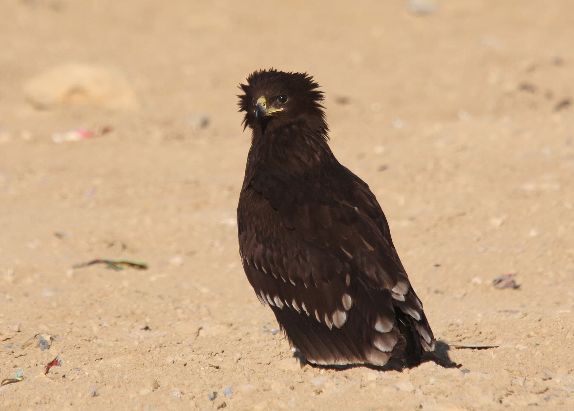 Bastaardarend (Aquila clanga) - Clanga clanga 91594693