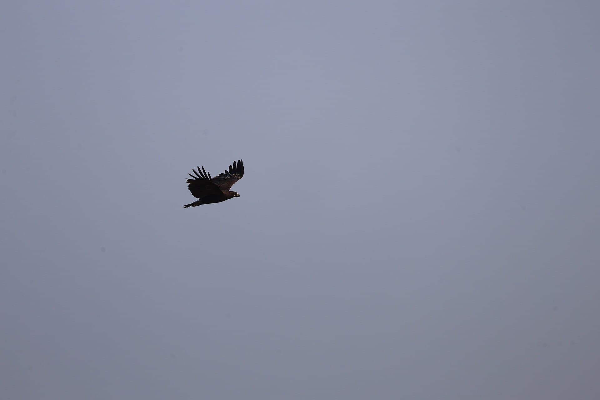 Bastaardarend (Aquila clanga) - Greater Spotted Eagle from Cheepunkal, Kottayam, Kerala (8)