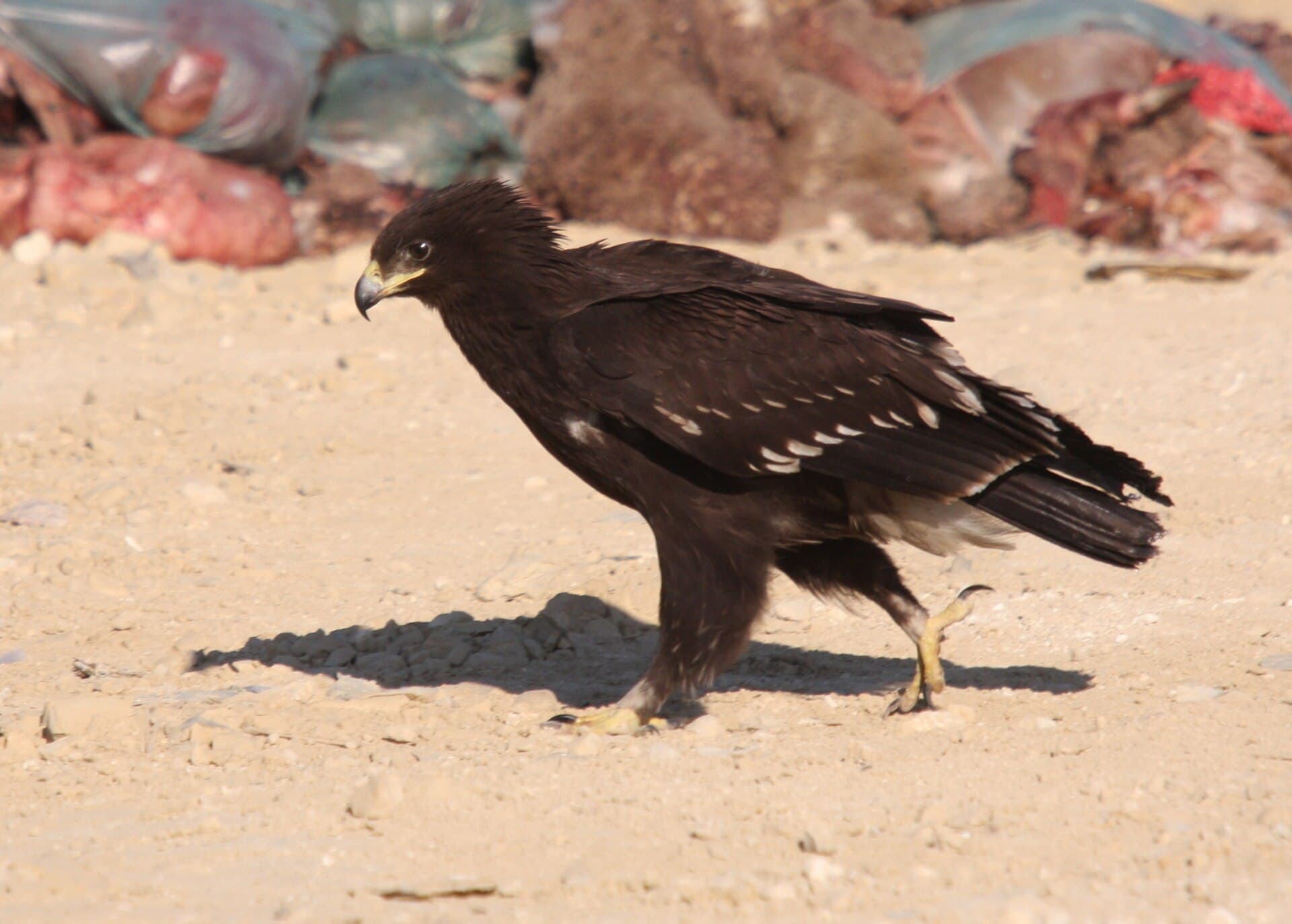 Bastaardarend (Aquila clanga) - Clanga clanga 91594689