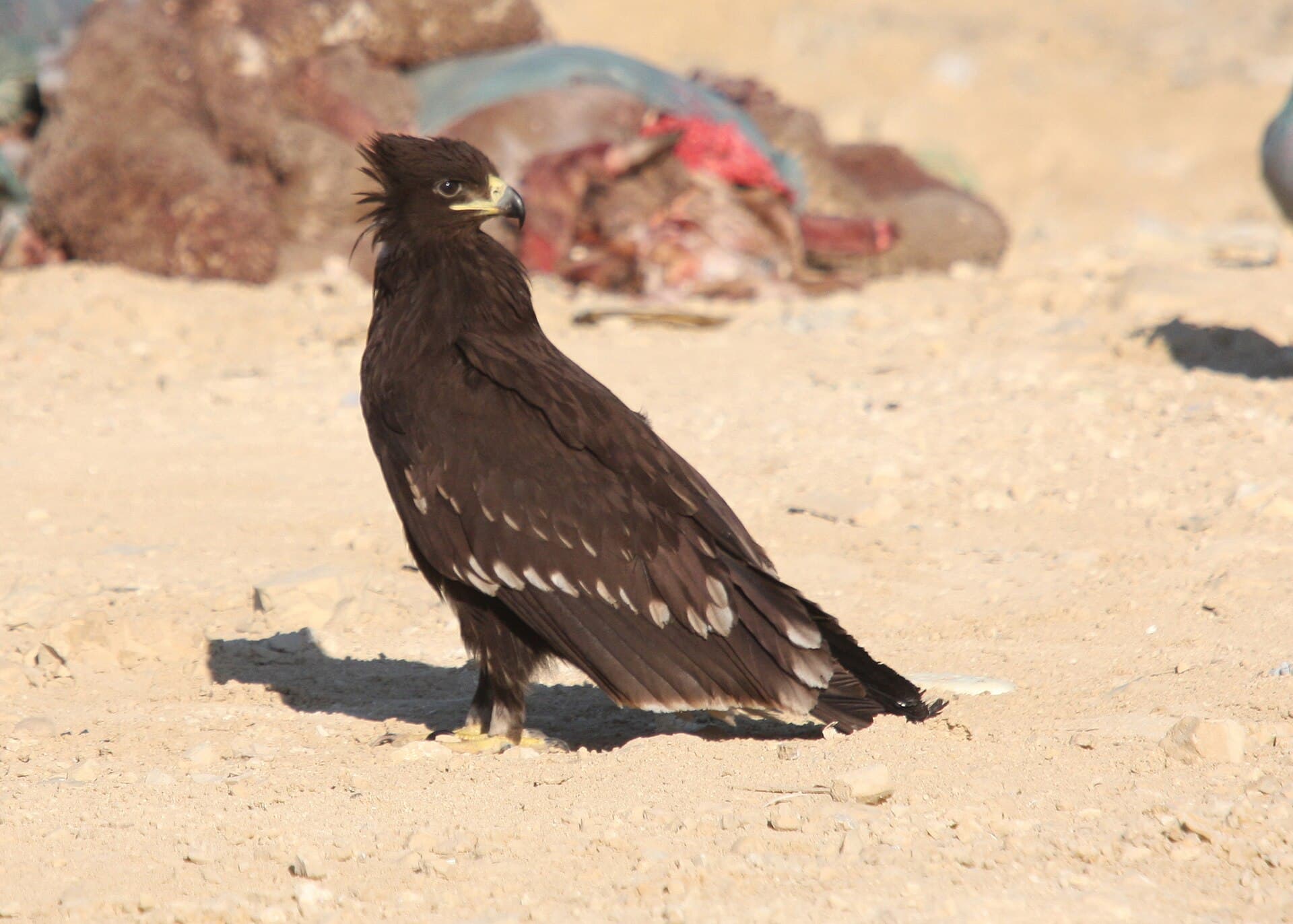 Bastaardarend (Aquila clanga) - Clanga clanga 91594684