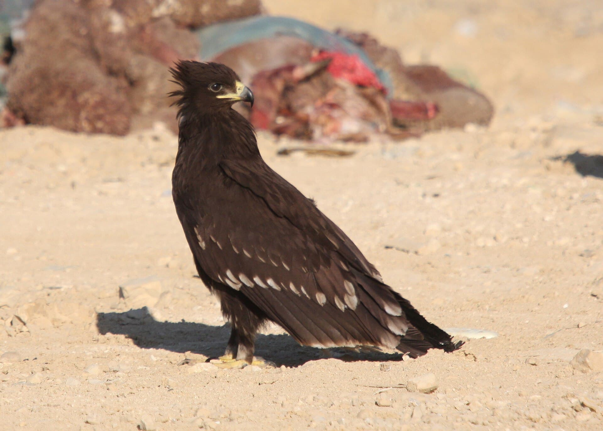 Bastaardarend (Aquila clanga) - Clanga clanga 91594688