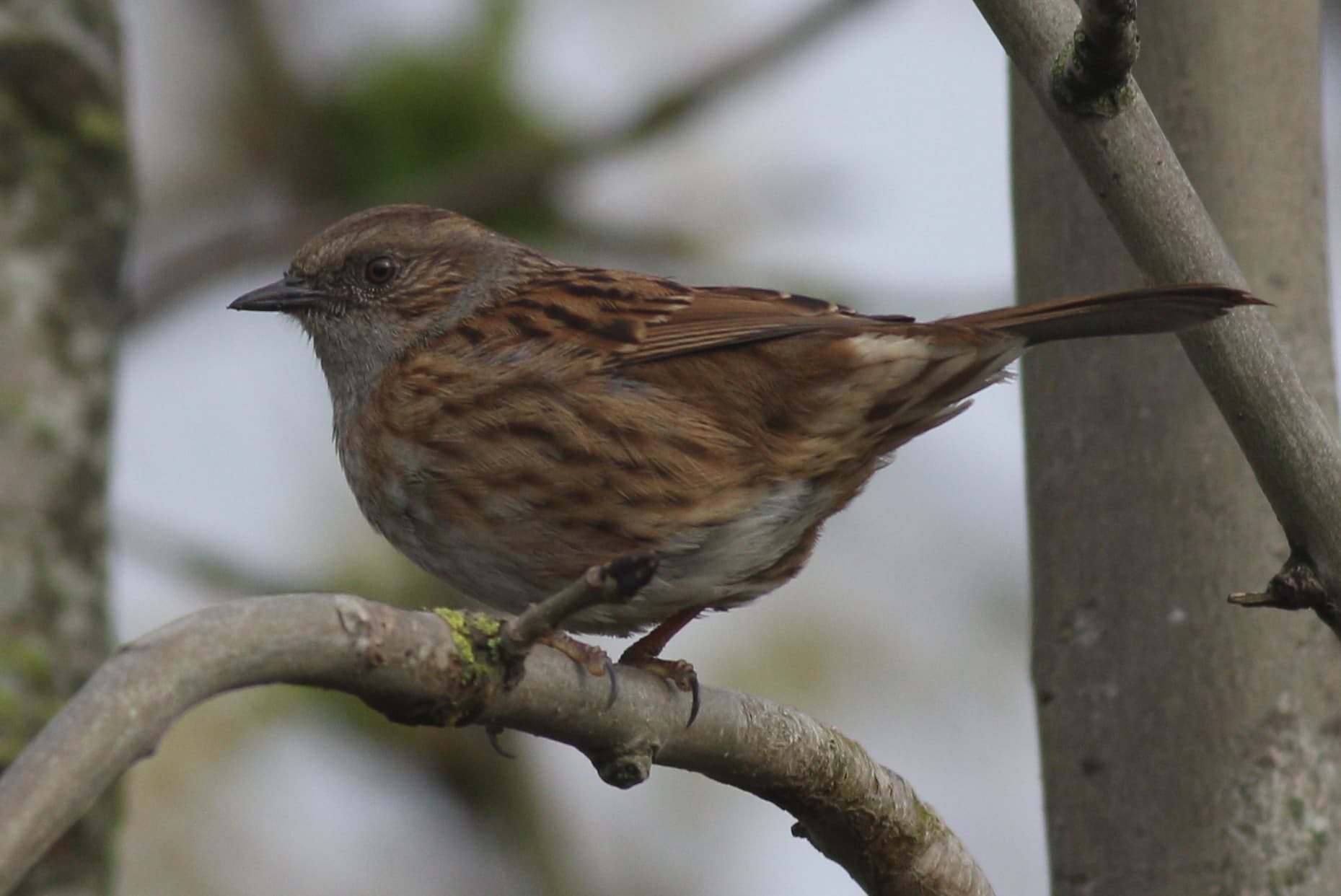 Bastaardnachtegaal (Prunella modularis) - Prunella modularis 117852033