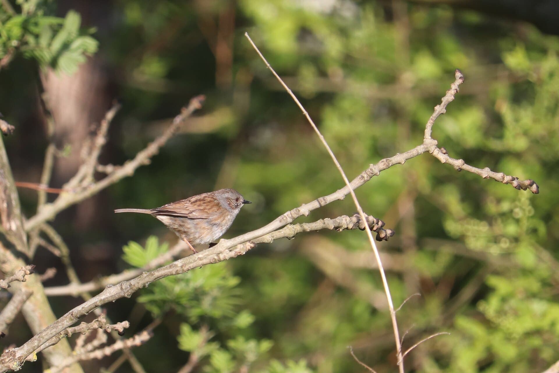 Bastaardnachtegaal (Prunella modularis) - Prunella modularis 188735004
