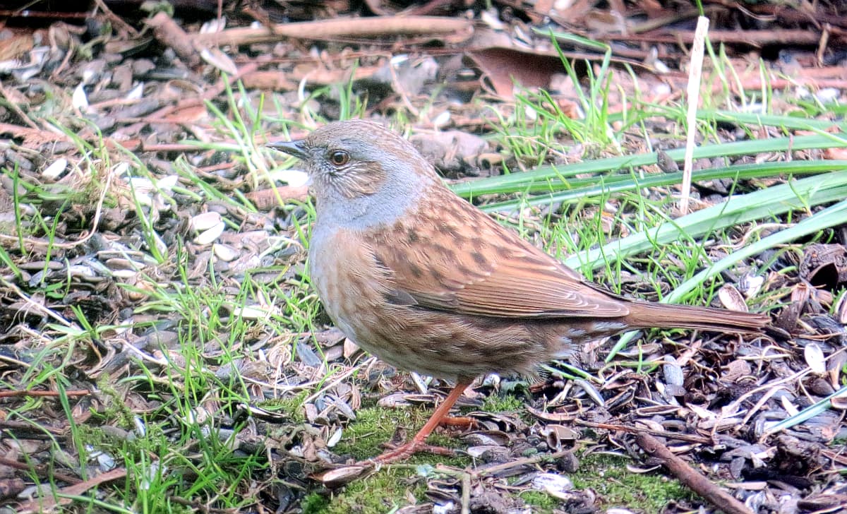 Bastaardnachtegaal (Prunella modularis) - Järnsparv Dunnock (13329301154)