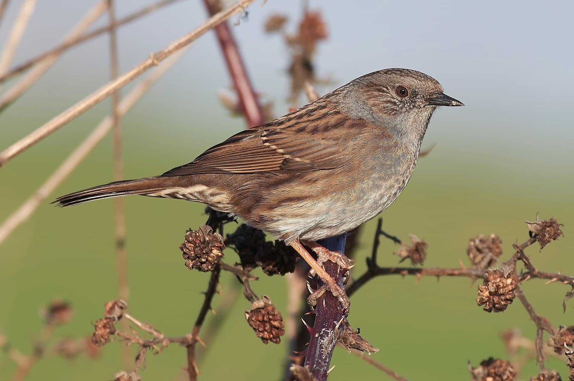 Bastaardnachtegaal (Prunella modularis) - The dunnock (Prunella modularis)