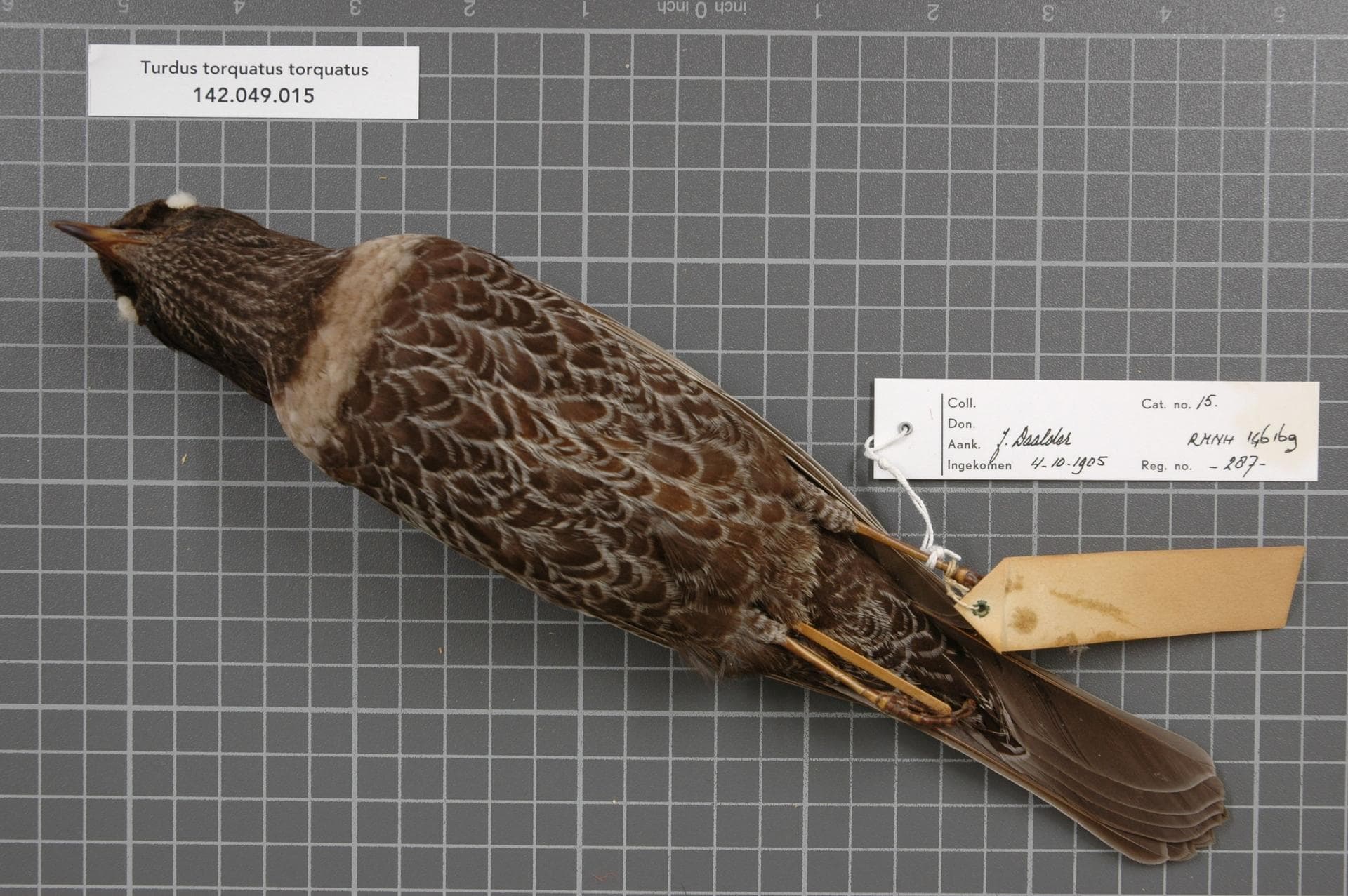 Beflijster (Turdus torquatus) - Naturalis Biodiversity Center - RMNH.AVES.146169 2 - Turdus torquatus torquatus Linnaeus, 1758 - Turdidae - bird skin specimen