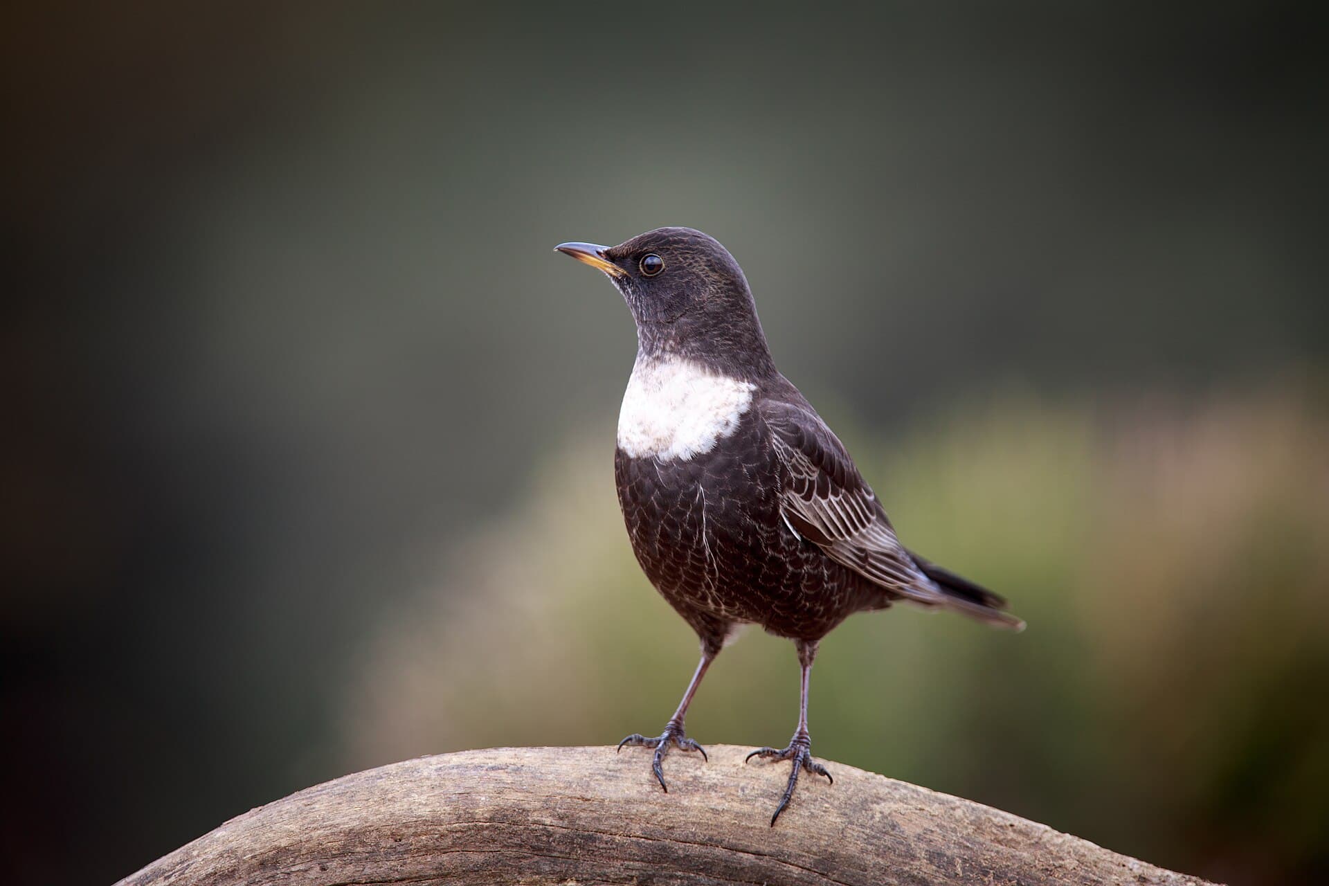 Beflijster (Turdus torquatus) - Turdus torquatus, Spain 2