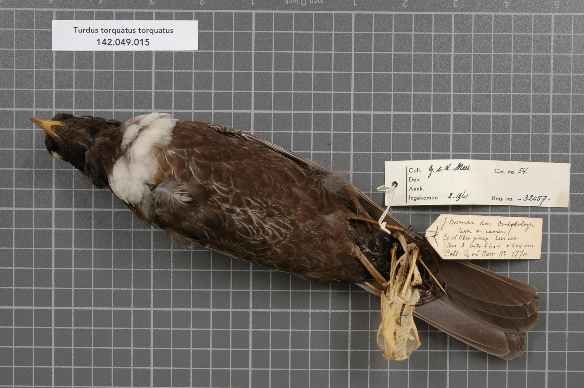 Beflijster (Turdus torquatus) - Naturalis Biodiversity Center - RMNH.AVES.32057 2 - Turdus torquatus torquatus Linnaeus, 1758 - Turdidae - bird skin specimen