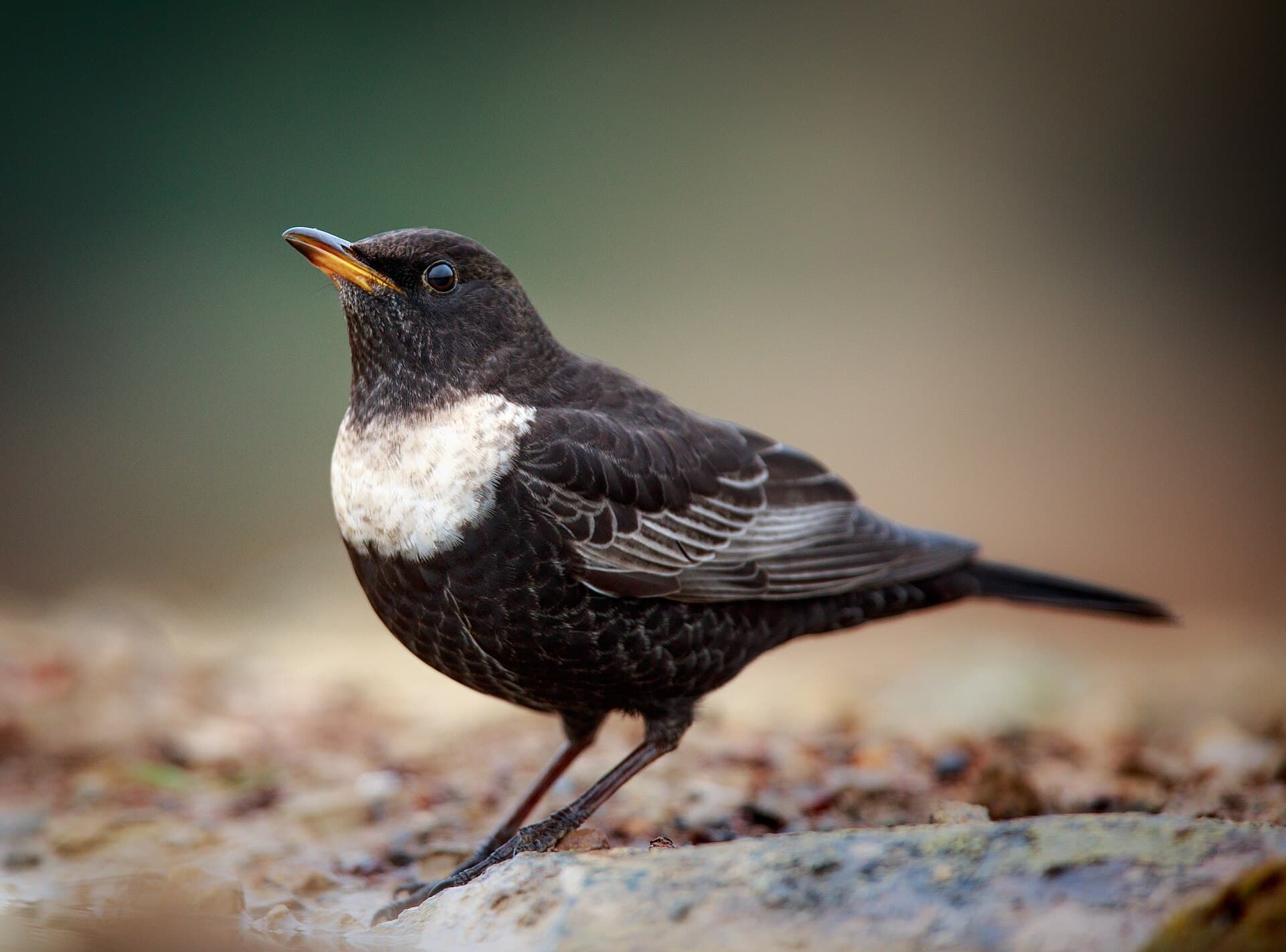 Beflijster (Turdus torquatus) - Turdus torquatus, Spain 1