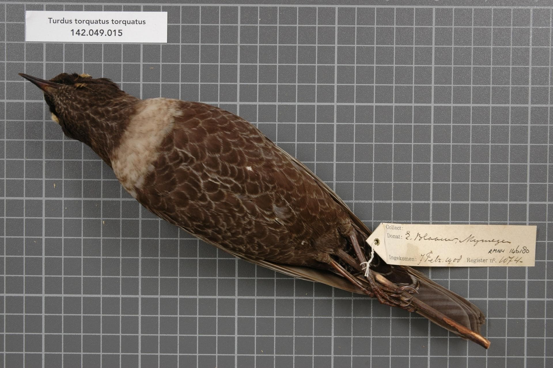 Beflijster (Turdus torquatus) - Naturalis Biodiversity Center - RMNH.AVES.146180 2 - Turdus torquatus torquatus Linnaeus, 1758 - Turdidae - bird skin specimen